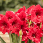 ایده‌های یلدایی 1404 برای تزئین سفره یلدا، کیک و دسر و تنقلات