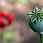 نتایج تحقیقات درمورد سرطان‌زا بودن تریاک