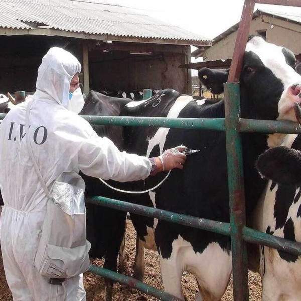 «شش ک پشت مردمان مختلف پنهان شده: بیماری بدون مرز»