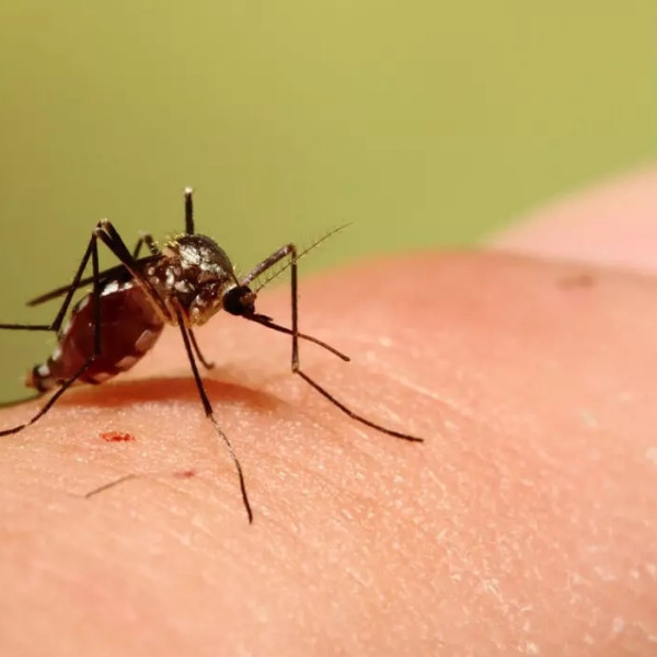 راز ورود تب خطرناک دانگی به ایران: دریابید چیستی و چگونگی شیوع این بیماری!