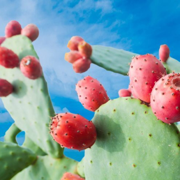 کاکتوس، یک سرشار از خواص ویژه طبیعی!
