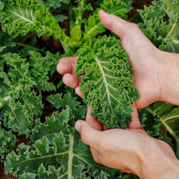 کلم کیل، میراثی از طبیعت برای سلامتی و لذت غذایی!