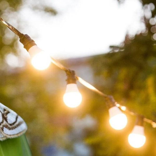 راز آلودگی نوری: چگونه مغز محل سکونت حشرات را نابود کنیم؟