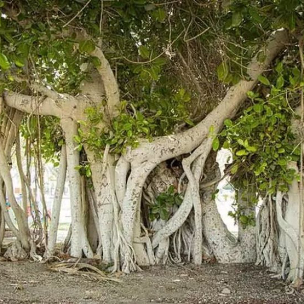 جادویی که درون خود داریم: درختی که از هر بریدن قدرت می‌گیرد