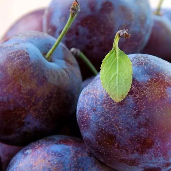 راه حل خواب آرام با مصرف این میوه شگفت‌انگیز!