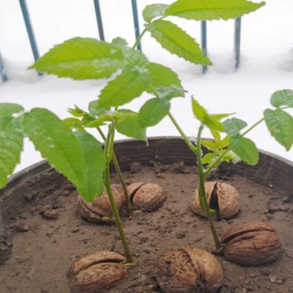 طریقه ساده و جذاب برای کاشت گردو در یک گلدان!