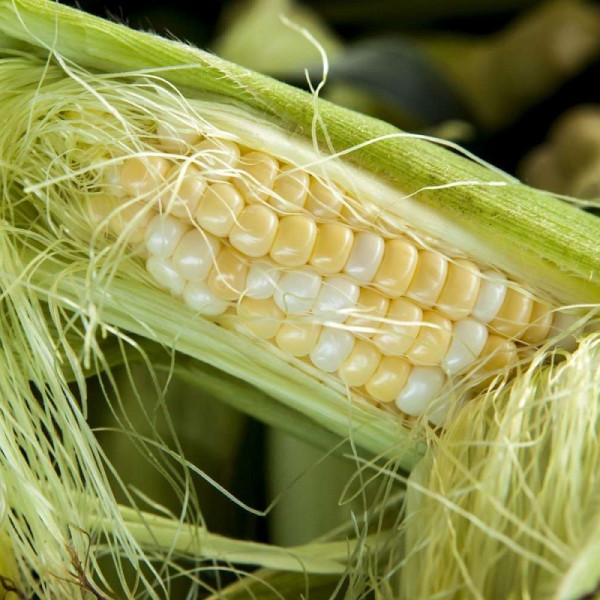 خواص ابریشم ذرت یا همان کاکل ذرت