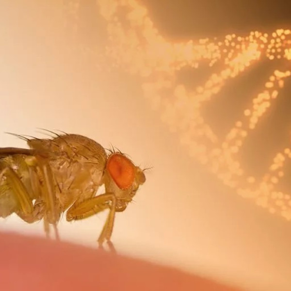 معکوس کردن پیری مغز با نوعی پروتئین