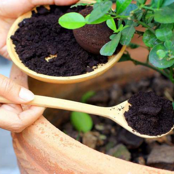 تفاله چای را دور نریزید! ؛ فواید تفاله چای برای گیاهان