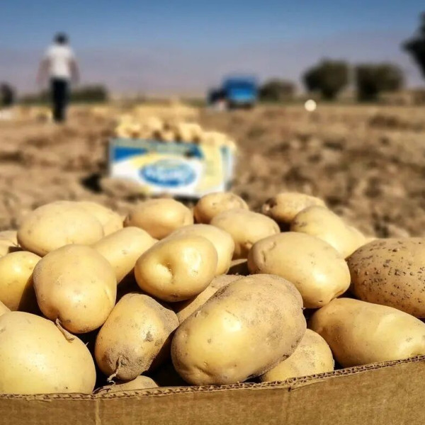 سیب زمینی: فرصت یا چالش؟ صادرات با عوارض ۶۰ درصدی