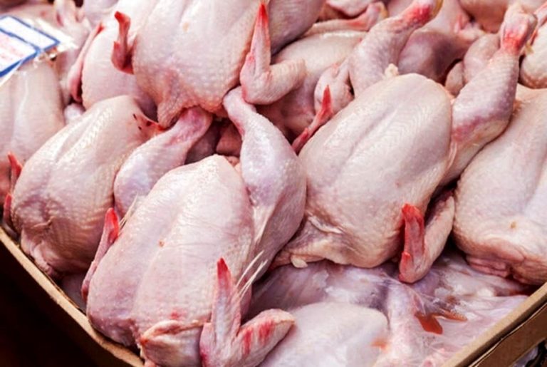 تا مرز ناپایداری: هولناک قیمت مرغ متوقف شده است
