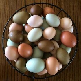 قیمت تخم مرغ به چه اندازه افزایش یافت؟ + نمودار