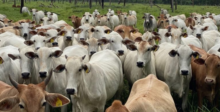 چرا ارزش این گاو بیش از ۲۰۰ میلیارد تومان است؟ – اسرار ارزش باورنکردنی این گاو