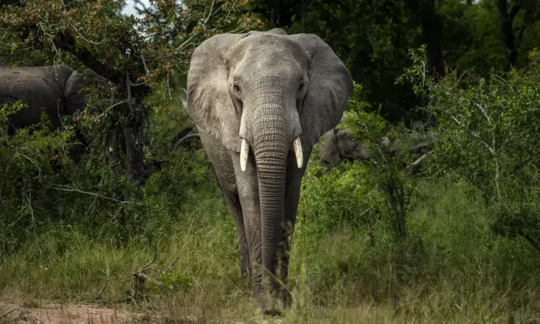 تولد یک فیل صورتی نایاب در قلب آفریقا