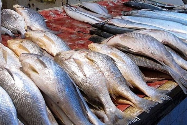 شکار ماهی در آبهای خوزستان غیرقانونی شد!