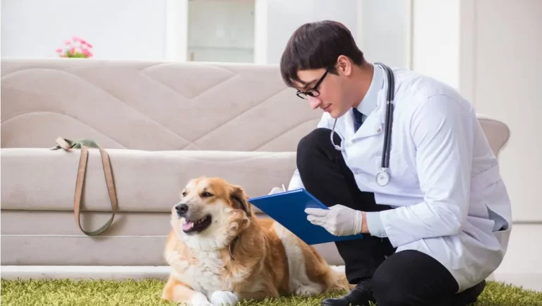 ویزیت دامپزشک به منزل: راحتی بیشتر برای شما و حیوان خانگیتان