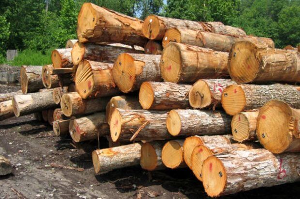 گره‌گشایی از ۱۰۶ پرونده قاچاق چوب و تخلفات طبیعی در گلستان