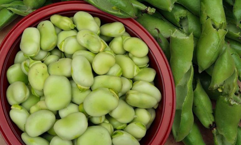 10 حقیقت شگفت‌انگیز درباره اثرات فوق‌العاده باقلا سبز بر سلامتی