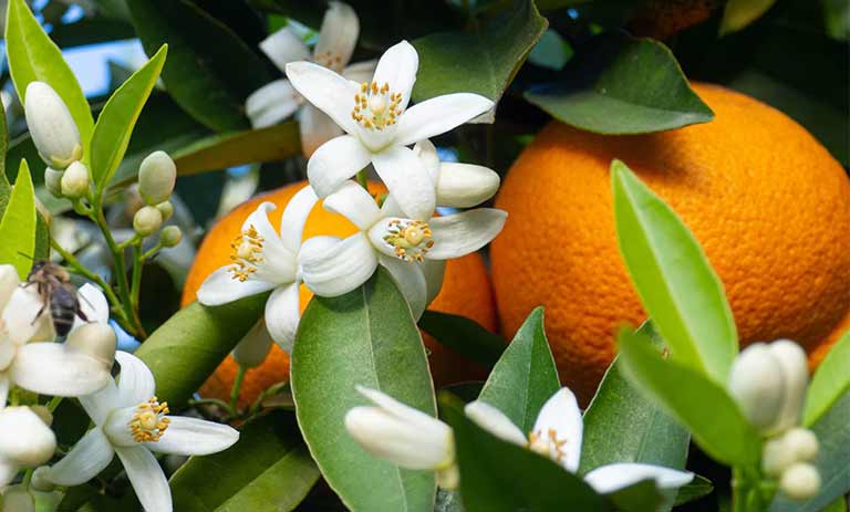 – رازهای شگفت‌انگیز بهار نارنج: 14 خاصیت درمانی ناب