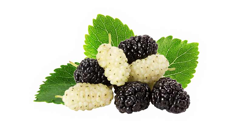 کاوشی در تفاوت بین توت‌های سیاه و سفید: آشنایی با این میوه‌های مختلف