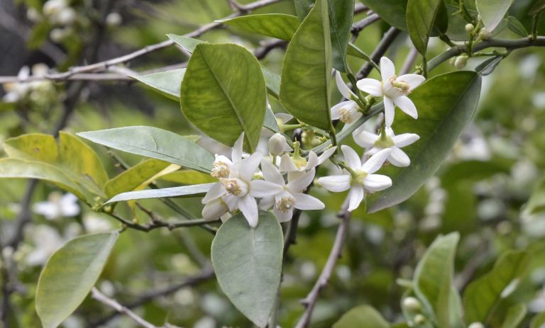 راز خشک کردن گل بهار نارنج: راهنمای کامل با نکات حیاتی