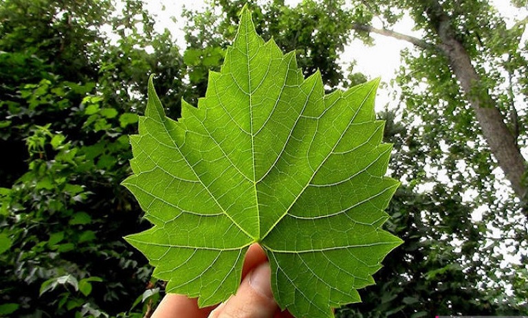 خواص جذاب و ضروری که برگ مو دارای آن‌هاست