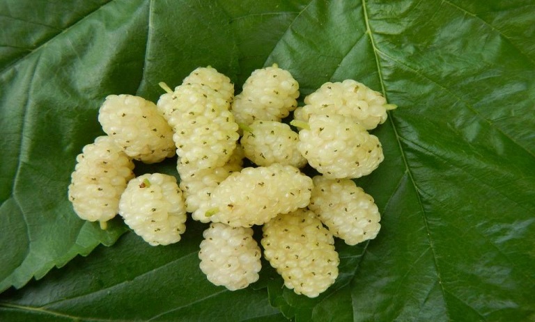 راه های صحیح برای شستن انواع توت خشک و تازه + ترفندهای کاربردی