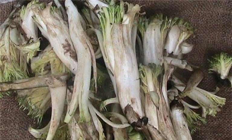 آیا زنان باردار می‌توانند لذت کنگر را تجربه کنند؟ {بررسی اثرات مثبت و منفی}