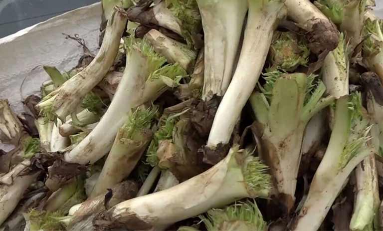 7 خاصیت فوق‌العاده طلایی کنگر