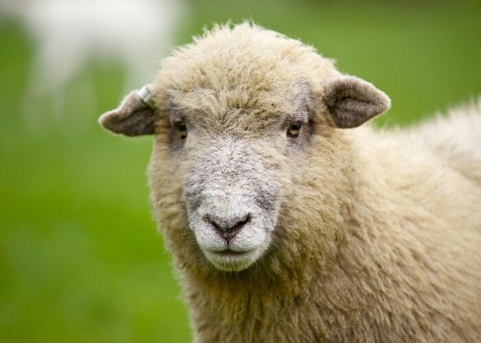 جذابیت خرید گوسفند با ارائه کارت ملی! / پشت پرده چه اتفاقی افتاده است؟