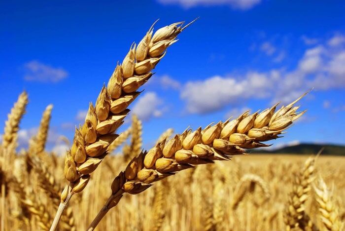 فرصتی طلایی: خرید گندم با قیمت تضمینی و افزایش یافته