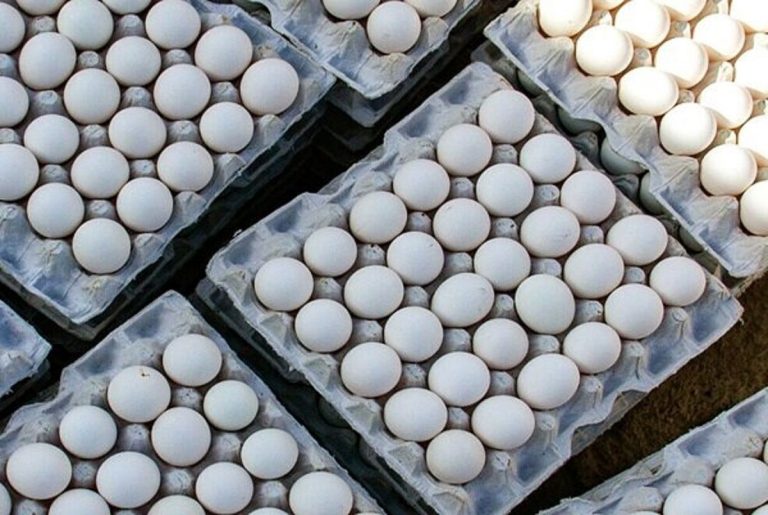 فروش تخم مرغ با تخفیف ویژه: قیمت ۱۰۵ هزار تومان! + جدول به تفکیک وزن