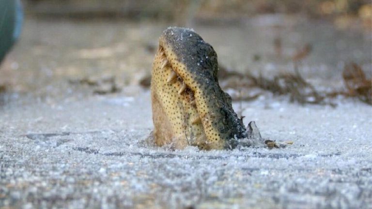 هشدار: مراقبت از سیل زدگان در معرض خطر تمساح‌ها!
