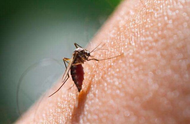 کشف دو مورد ابتلا به مالاریا در سرزمین‌های دورافتاده