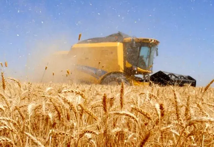 امسال برای نخستین‌بار بی‌نیاز از واردات: سرزمینمان خودکفایی گندم را جشن می‌گیرد