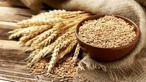 امروز نگاهی بیندازید: قیمت تازه‌ترین گندم در بازار – 30 اردیبهشت 1403!