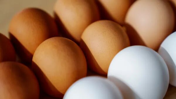 آغاز فصل حمایتی: فرصتی برای خرید تخم مرغ با قیمت استثنایی!