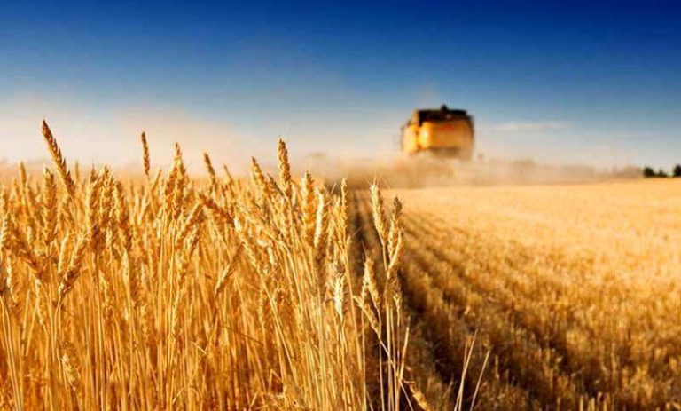 افزایش چشمگیر تولید گندم، صف‌های طولانی را در انتظار مراکز خرید به بار آورده است!