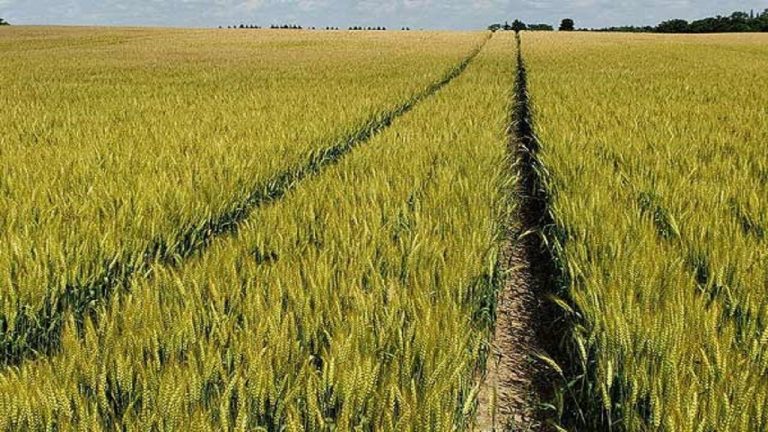 بهار بارانی، مزارع گندم را جانی دوباره بخشید: نقش مثبت بارش‌های فصلی بر طلای سبز کشاورزان