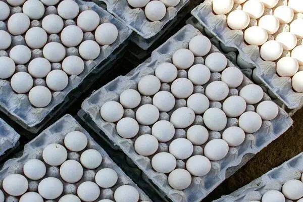 تخم مرغ در مسیر رکوردشکنی: تولیدی خیره‌کننده به ۱.۴ میلیون تن!