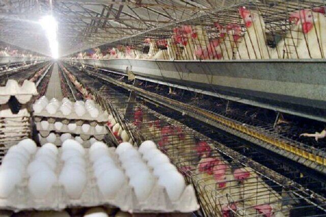 تخم مرغ ایرانی؛ از ارضایی کشورهای دیگر گوشه آسیا