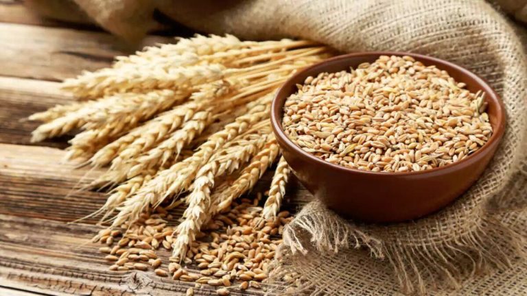تضمین عدم کاهش یارانه نان: آمادگی برای واردات گندم در صورت افزایش تقاضا