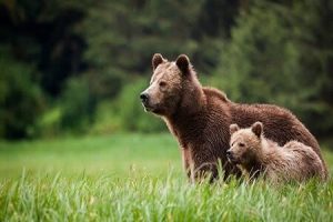 تماشای رقابت نفس‌گیر دو خرس قهوه‌ای در ارتفاعات سوادکوه: مناظره‌ای وحشیانه به ثبت رسیده + ویدئو