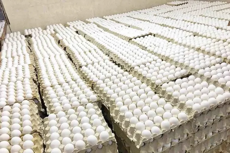 زمان بازنگری در قیمت‌ها فرا رسیده: تخم‌مرغ در انتظار قیمت منصفانه!