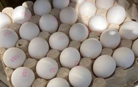 آخرین تغییرات قیمت تخم‌مرغ: بهای هر شانه در بازار امروز + جدول کامل