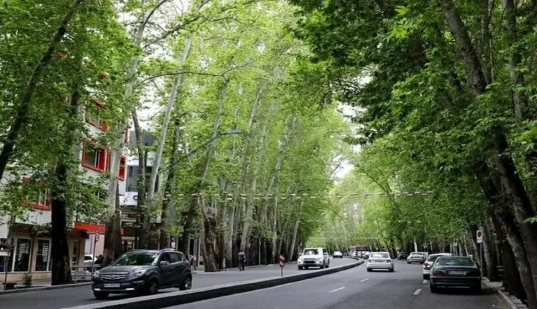 درهم و برهمی چهره کهن خیابان ولیعصر / معمای دشمنی زاکانی با درختان شهر