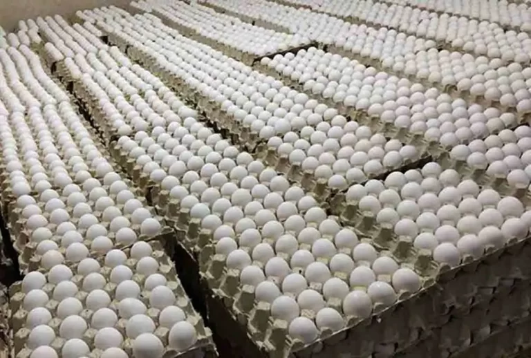 رکورد دار شدن با صادرات فوق‌العاده: ۳۳ هزار تن تخم مرغ به خارج از مرزها، پرواز حیرت‌انگیز از ابتدای سال!