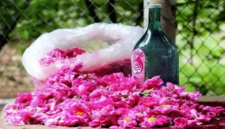 جهان عطرآگین از دل ایران: ۲ میلیون لیتر گلاب به سرزمین‌های دور به مناسبت گشایش بازار در ۳۶ کشور