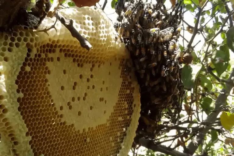 افزایش چشمگیر قیمت شکر برای زنبورداران: هر کیلو 13 هزار تومان گران‌تر!