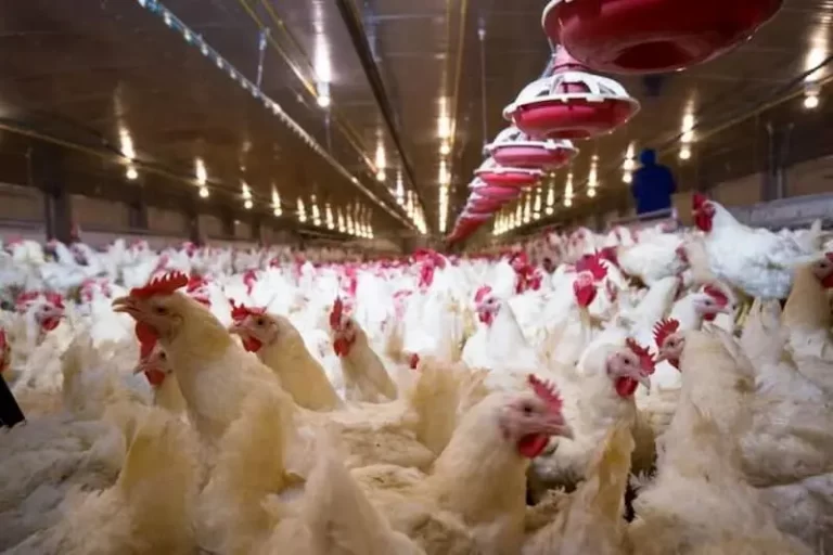 اعلام جدیدترین قیمت‌ها: ببینید هزینه خرید مرغ زنده چقدر تمام می‌شود!